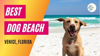 Czy psy mogą przebywać na plaży Venice Beach na Florydzie?
