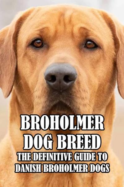 Charakterystyka psów rasy Broholmer