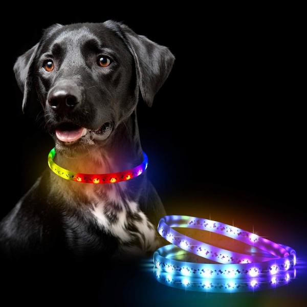 9 najlepszych obroży LED i podświetlanych obroży dla psów w 2024 roku - recenzje i najlepsze propozycje