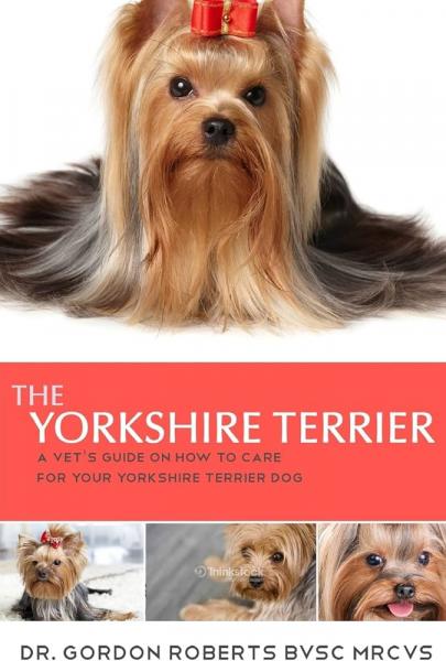 16 niezbędnych artykułów dla Yorkshire Terriera: Przewodnik weterynaryjny 2024