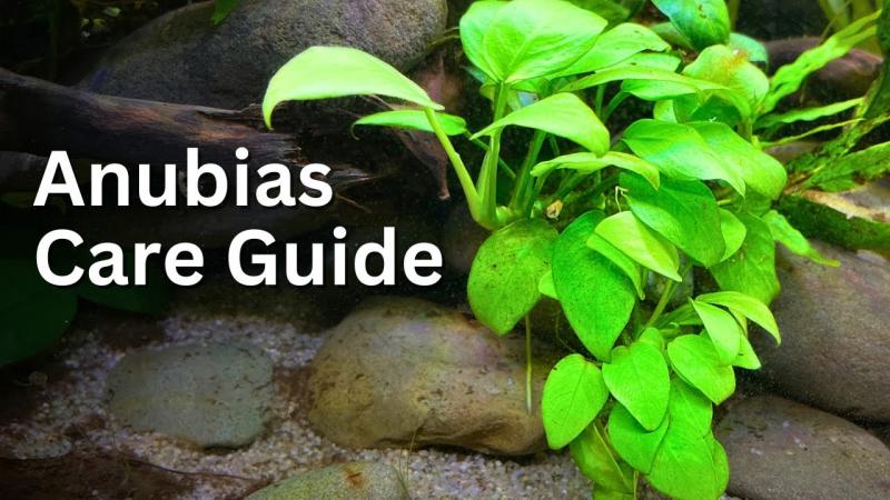 Roślina akwariowa Anubias: Kompletny przewodnik pielęgnacji dla sadzenia i uprawy