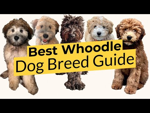 Przewodnik po rasie psów Woodle: Informacje, zdjęcia, pielęgnacja i więcej!