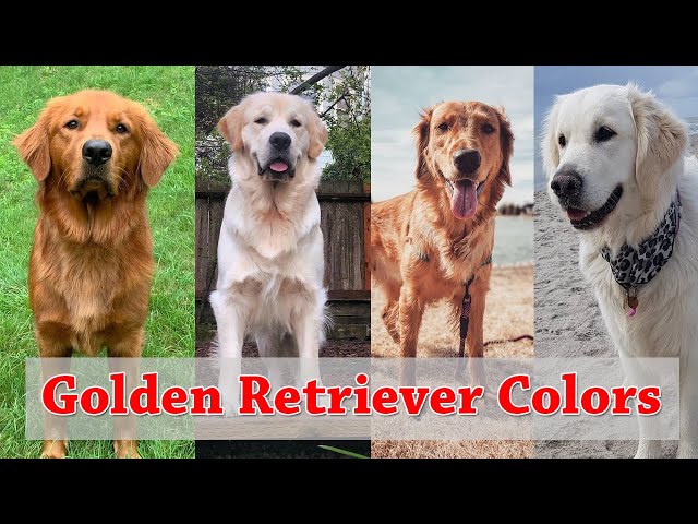 3 popularne typy umaszczenia golden retrieverów