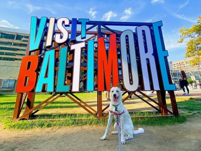 8 wspaniałych parków dla psów w Baltimore, MD, które możesz odwiedzić już dziś
