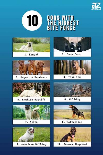 21 ras psów o największej sile ugryzienia (z pomiarami PSI)