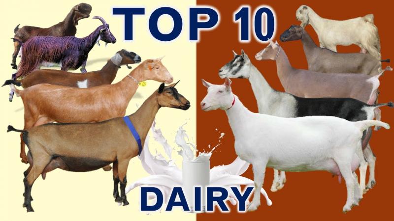 15 najlepszych ras kóz do produkcji mleka