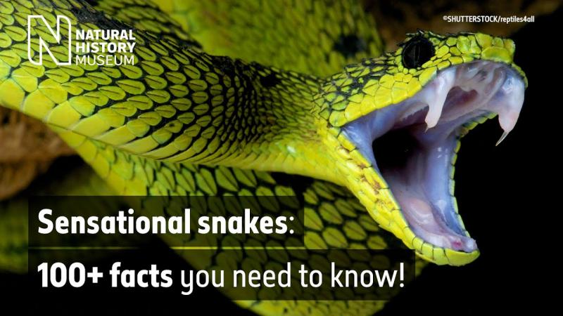 20 fajnych faktów o wężach, które mogą cię zaskoczyć