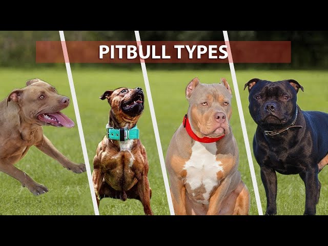 10 rodzajów linii krwi Pitbulla