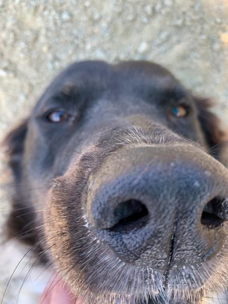 The Science Behind a Dog's Nose