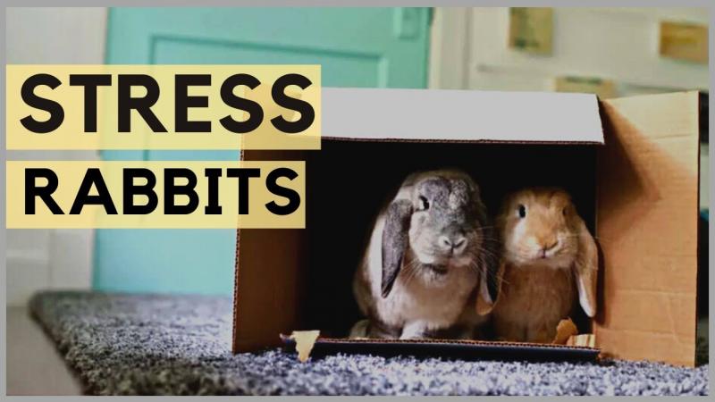 12 rzeczy, które stresują króliki (przewodnik 2024)