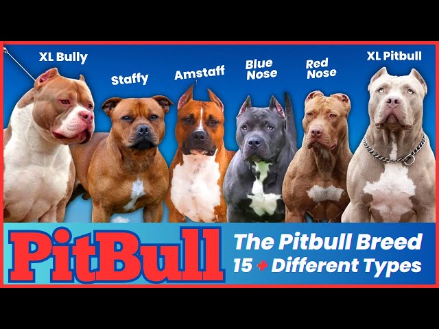 1. Colby Pitbull 