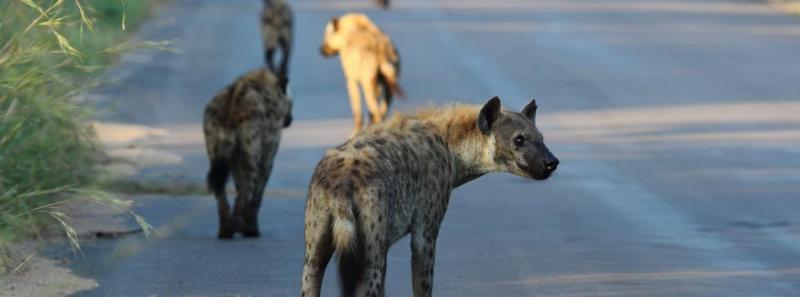 Czy hieny dobrze radzą sobie w niewoli?