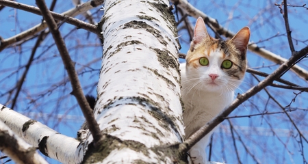 Jak uratować kota z drzewa