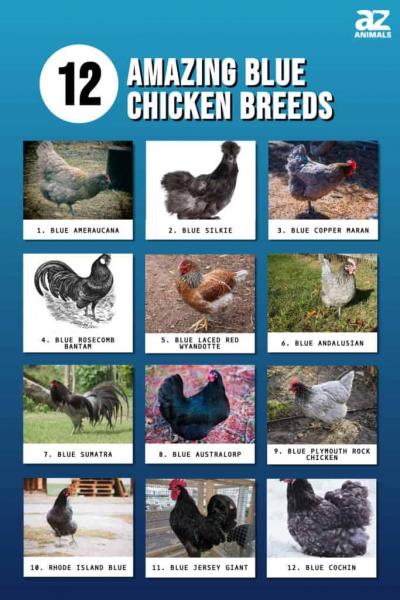 12 najsłodszych ras kurczaków:
