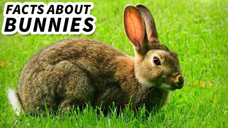 8. Możesz myśleć, że są silnym, cichym typem, ale króliki mają szeroki zakres głosu i mogą wydawać dźwięki, w tym warczenie.