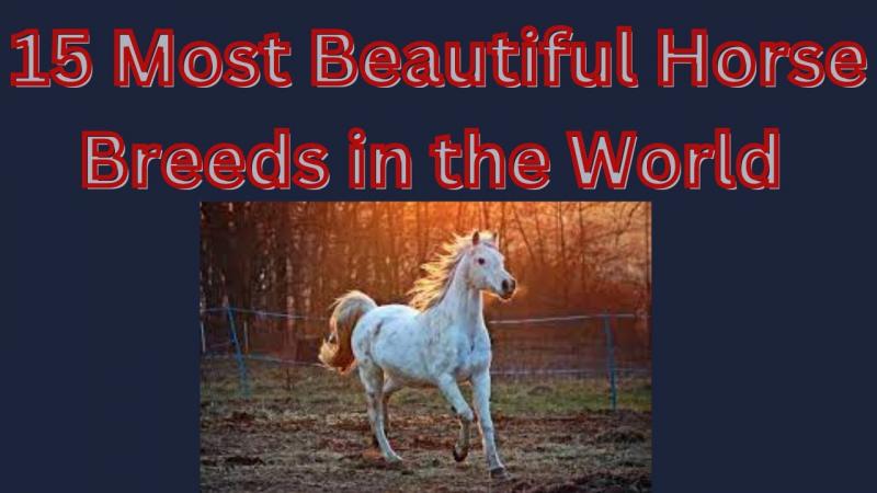 15 najpiękniejszych ras koni na świecie (ze zdjęciami)