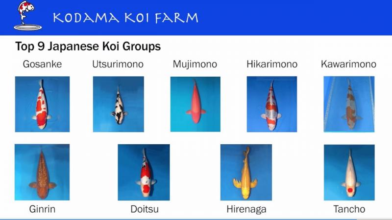 16 rodzajów ryb Koi