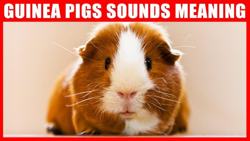 9 dźwięków świnki morskiej i ich znaczenie (z dźwiękiem)