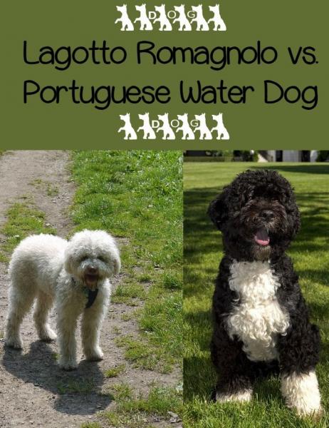 Portugalski pies wodny a pudel: Różnice (ze zdjęciami)