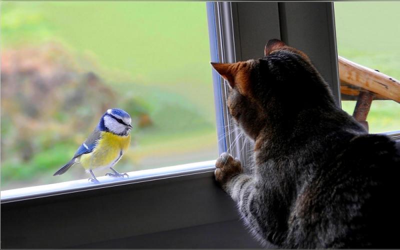 Czy kot i ptak mogą żyć razem? Uwagi dotyczące opieki (odpowiedź weterynarza)