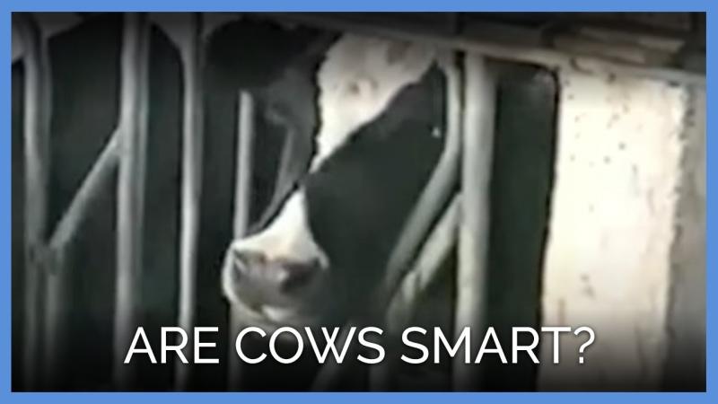 Czy krowy są inteligentne? Oto, co mówi nam nauka!