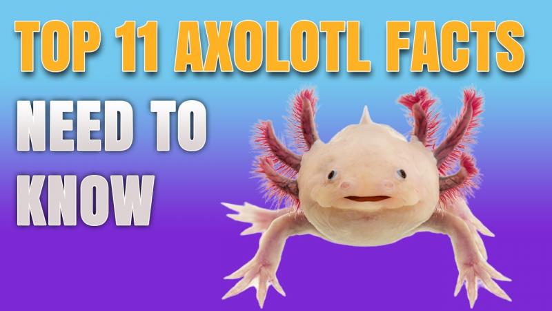 4. Axolotle są mięsożerne
