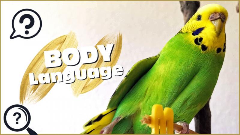 10 dźwięków papużek i ich znaczenie (z dźwiękiem)
