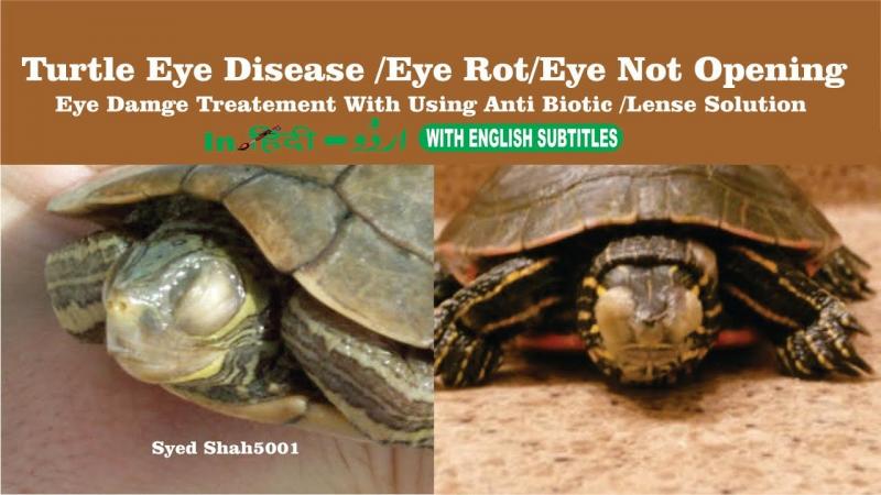 4 Powszechne infekcje oczu u żółwi: Objawy, leczenie i