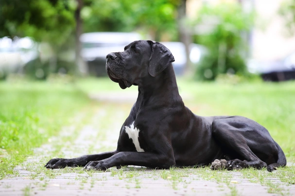 Ile szczeniąt ma dog niemiecki w pierwszym miocie?