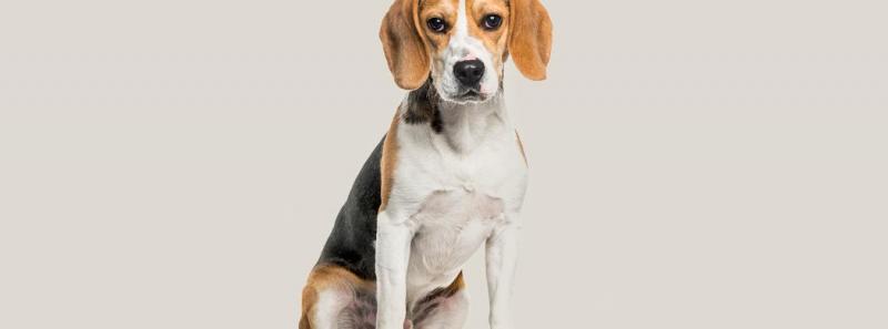 Czy beagle są hipoalergiczne? Charakterystyka rasy i porady dla alergików