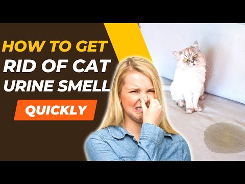 Jak pozbyć się nieprzyjemnego zapachu kociego moczu: