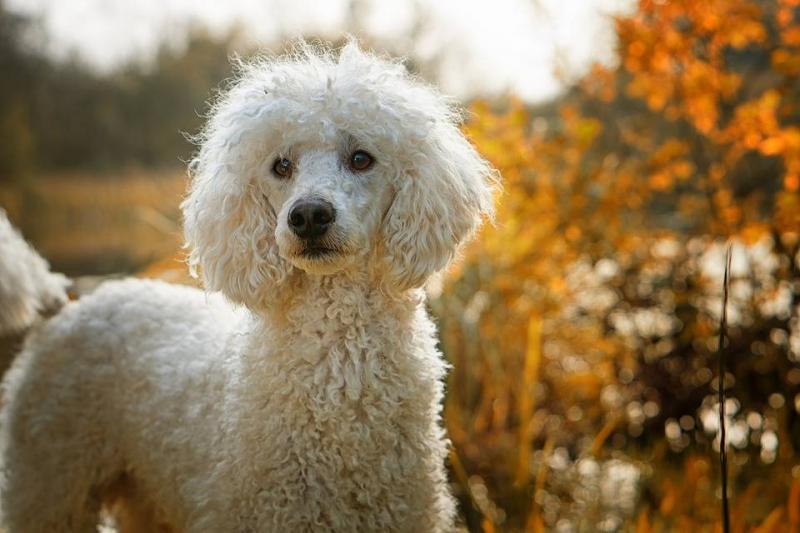 Szczenięta Bernedoodle