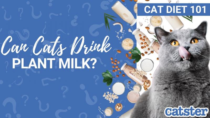 Wady mleka migdałowego dla kotów