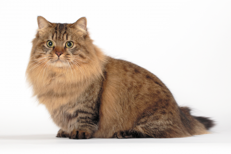 Kot napoleoński: zdjęcia, fakty, temperament i cechy