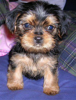 Shorkie Tzu (mieszanka Yorkie i Shih Tzu): Zdjęcia, informacje, pielęgnacja i więcej!