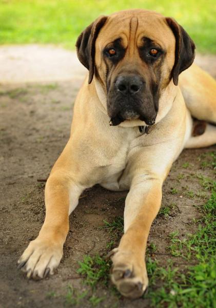 Rhodesian Boerboel rasa mieszana: zdjęcia, przewodnik pielęgnacji, cechy i więcej!