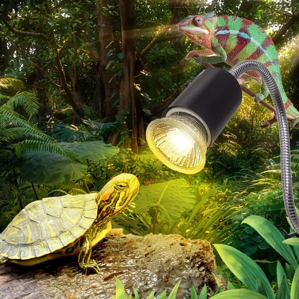 Przewodnik dla kupujących: Wybór najlepszej lampy UVB dla żółwia