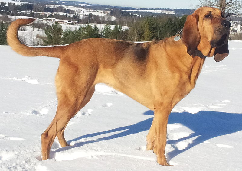 10 mieszanek psów rasy bloodhound