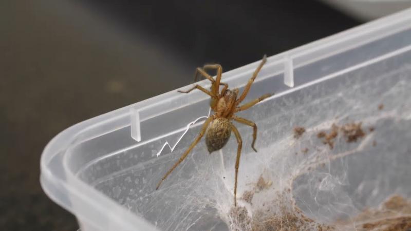 Czy w Montanie występują trujące pająki?