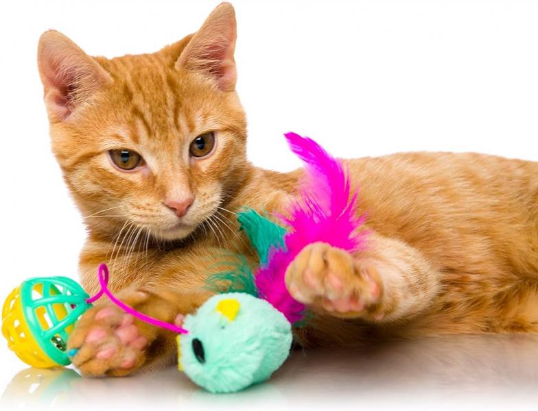 Przegląd zabawek dla kotów Hartz 2024: Plusy, minusy i werdykt