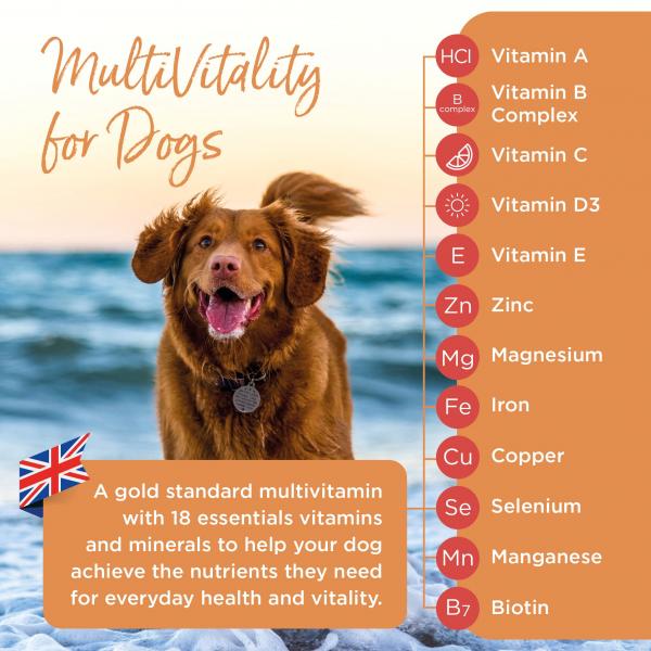 Jakie są niezbędne witaminy dla psów?