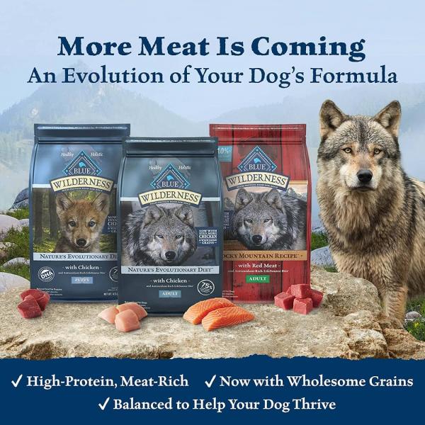 Orijen Dog Food vs Blue Buffalo Dog Food: Porównanie 2024, wady i zalety