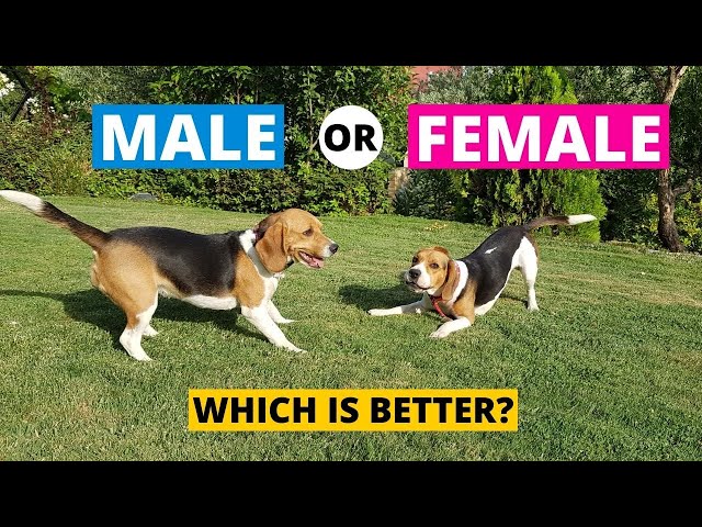 Beagle płci męskiej i żeńskiej: Różnice (ze zdjęciami)
