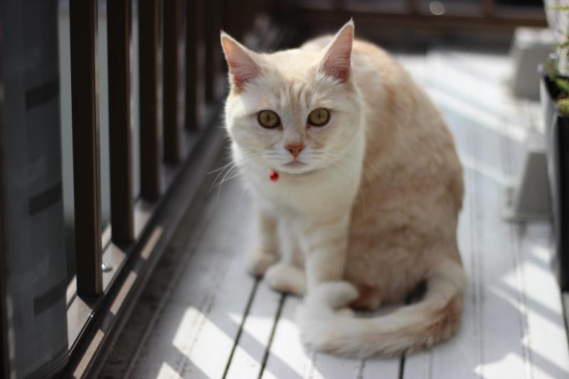 Czy goździki są toksyczne dla kotów? Fakty sprawdzone przez weterynarza