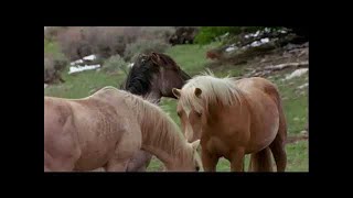 Filmy dokumentalne o koniach: Przemyślenia końcowe