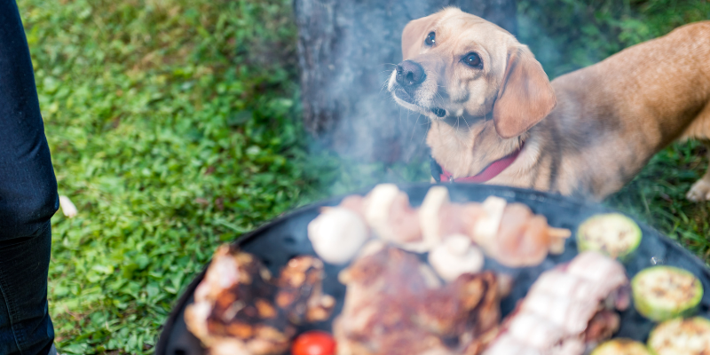 Bezpieczeństwo podczas grillowania: 5 wskazówek dla właścicieli zwierząt domowych (Bezpieczeństwo zwierząt domowych)