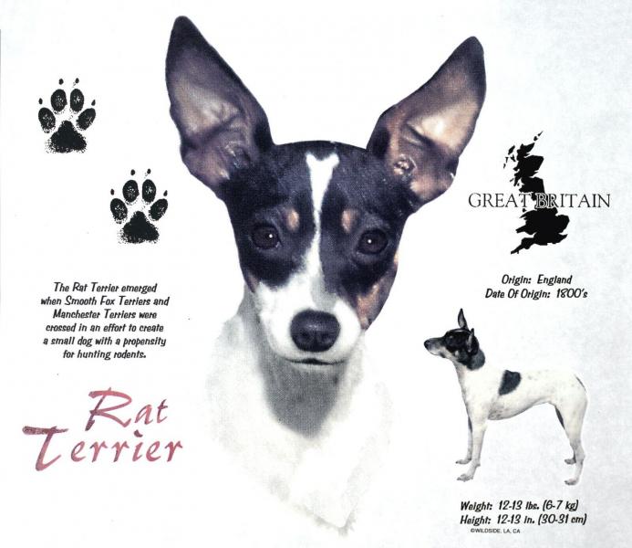 Top 31 Rat Terrier Mixes: