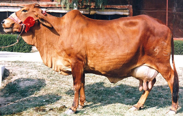Sahiwal Cattle Origins