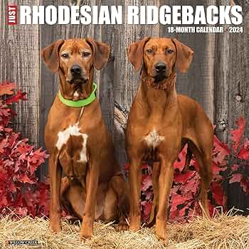 Ile kosztuje Rhodesian Ridgeback miesięcznie?