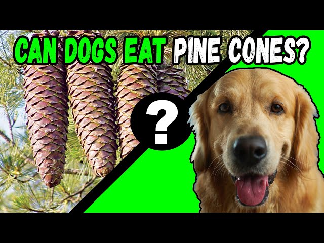 Czy psy mogą jeść szyszki? Porady i często zadawane pytania zatwierdzone przez weterynarza